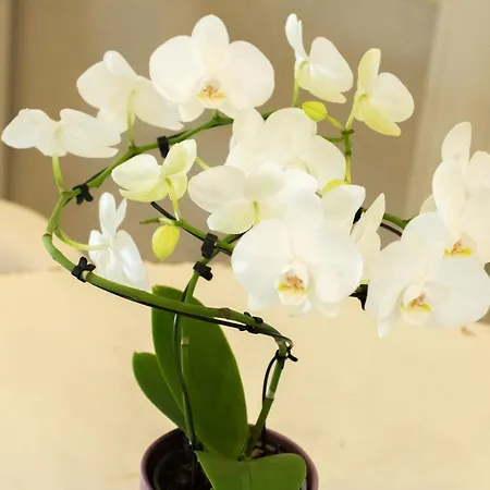 Altamira Roseto Degli Abruzzi