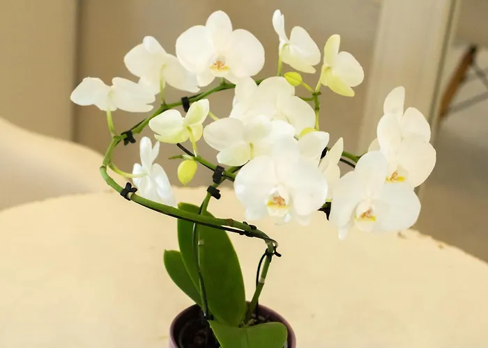 Altamira Розето-дельи-Абруцци